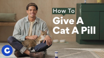 Thumbnail for How To Give a Cat a Pill | Chewtorials