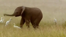 Thumbnail for Baby elephant can't control his trunk