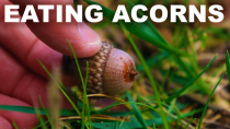 Thumbnail for How to eat acorns, but maybe don't | Adam Ragusea