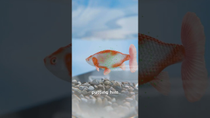 Thumbnail for They Did Surgery On A Goldfish 😨 | Zack D. Films