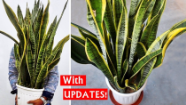 Thumbnail for DO THESE 5 Things To Grow HUGE SNAKE Plant FASTER! | Gardening Upbeat