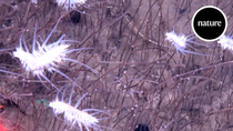 Thumbnail for The ocean's deepest animal ecosystem | nature video