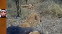Thumbnail for Lion cub gets stuck eating dinner