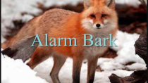 Thumbnail for Fox Calls | StarFoxFan4641