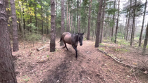 Thumbnail for Horse kicks tree, farts on dogs then runs away. | Yukon