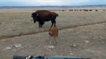 Thumbnail for Baby bison trying to get his momma to kill me. | stevenette
