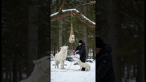 Thumbnail for Mother Snow Wolf Saves Her Cubs with the Help of an Old Guy! #animals #rescueanimals #humanity | Mystic Chronicles