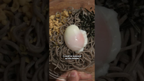 Thumbnail for Cold Buckwheat Noodles | Bento Club