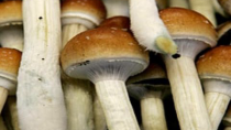 Thumbnail for Psychedelic Science: Magic Mushrooms