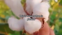 Thumbnail for This is how cotton is picked 