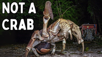 Thumbnail for Why Evolution Keeps Making The Same Animals | LivingZoo