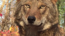 Thumbnail for Rare red wolf