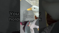 Thumbnail for How to pick up a duck (part 5) | Seducktive