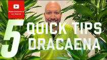 Thumbnail for 5 Quick tips Dracaena | Swedish Plantguys