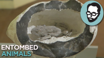 Thumbnail for So Apparently "Toads Found In Rocks" Is A Thing | Answers With Joe | Joe Scott