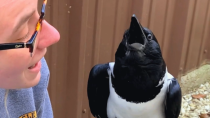 Thumbnail for This crow seems convinced he's a tiny human | GeoBeats Animals