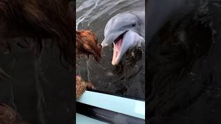 Thumbnail for DOLPHIN MEETS DOG!Friends at first sight 🐶🐬❤️🙌 #dog #dolphin #pets | Rob Chapman Fishing