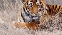 Thumbnail for Tiger family