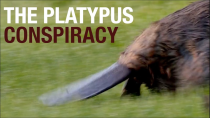 Thumbnail for The Platypus Conspiracy | Ze Frank