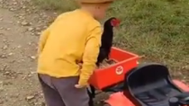 Thumbnail for Young Cowboy Rounds Up Runaway Chicken