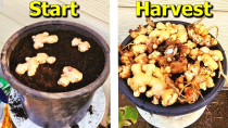 Thumbnail for How to Grow Ginger From STORE Bought Ginger in Containers | Self Sufficient Me