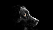 Thumbnail for Choosing the Perfect Dog Breed for Your Lifestyle