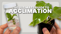 Thumbnail for The BEST Method for Acclimating Tissue Culture Plants (2025) | Plants in Jars