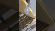 Thumbnail for How Falling Icicles Can Kill You 😱 | Zack D. Films