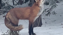 Thumbnail for Fox wakes up