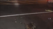 Thumbnail for Niggers tortured and killed a raccoon trying to get away from these sub-humans