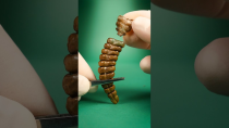 Thumbnail for How do Rattlesnake Rattles Make Sound? | Odd Animal Specimens