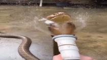 Thumbnail for spraying snake with water