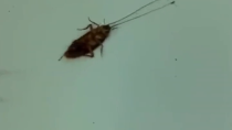Thumbnail for Two ants drag a cockroach by its antennae