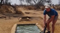 Thumbnail for South African farmer finds a little snake in the drinking trough