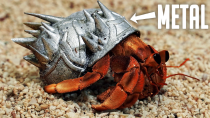 Thumbnail for I made hermit crabs armor then released them! | I did a thing