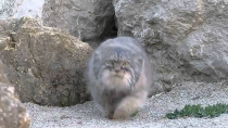 Thumbnail for Pallas Cat discovers camera | Ilya Butenko