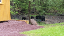 Thumbnail for American Muskrat's Family Funeral-cation: Bears @ the cabin in the woods on the lake II