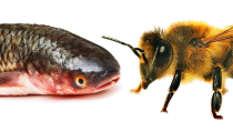 Thumbnail for California Environmentalists: Bees Are Now Fish