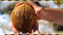 Thumbnail for How To Open Coconuts Without Any Tools! TKOR's Easy Way Of Cracking Coconuts! | TKOR