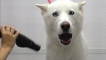 Thumbnail for Husky almost dies at the pet groomers | Girl With The Dogs