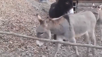 Thumbnail for Donkey solves a problem 