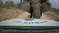 Thumbnail for South Africa: Elephant showed him who's boss