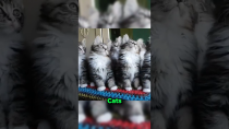 Thumbnail for Synchronized Cats 😨 | Jace Malone