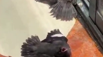 Thumbnail for Some birds have figured out if you fake injury you might get food from sympathetic people.  TIL, some birds are niggers  😂😂😂