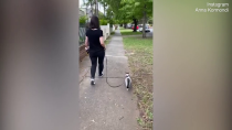 Thumbnail for Pet owner walks her cat with a leash following the new rules