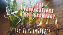 Thumbnail for Snake Plant Propagation - This Method works BETTER and FASTER than Leaf Cuttings! | Expedition Homestead