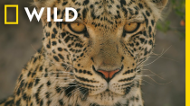 Thumbnail for 🔴 LIVE: Enter the Savage Kingdom: Ultimate Predators | Watch Now on Nat Geo WILD | Nat Geo WILD
