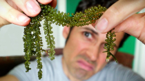 Thumbnail for SEA GRAPES - Exploring YouTube's Favorite Seaweed | Weird Explorer