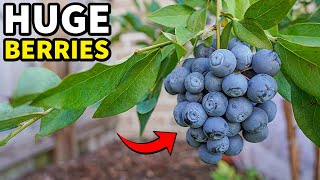 Thumbnail for These Are The BIGGEST Blueberries I've Ever Seen! | 2 Minute Garden Tips