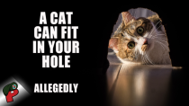 Thumbnail for A Cat Can Fit in Your Hole… Allegedly | Grunt Speak Shorts